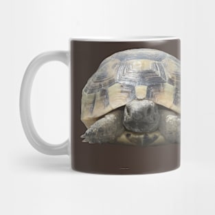 Greek Tortoise Testudo Tucked In Shell Cut Out Mug